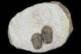 Two Proetid (Timsaloproetus?) Trilobites - Jorf, Morocco #75571-2